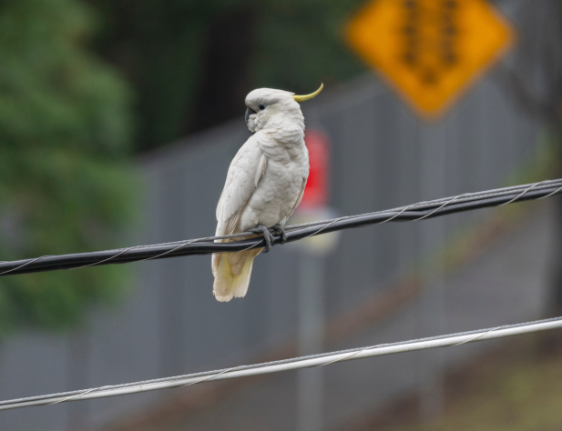 Photo of a sulphur-crested cockatoo sitting on a power line, looking to its right. in the background is a blurred yellow street sign for traffic lights.