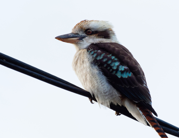 Photo of a kookaburra sitting on an electrical wire
