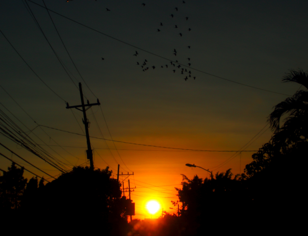 Photo of streetscape with telegraph poles at sunset.